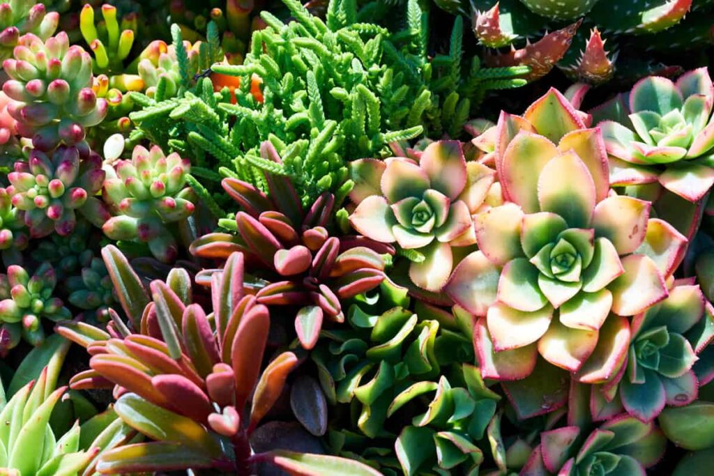 What Temperature Is Too Hot for Succulents
