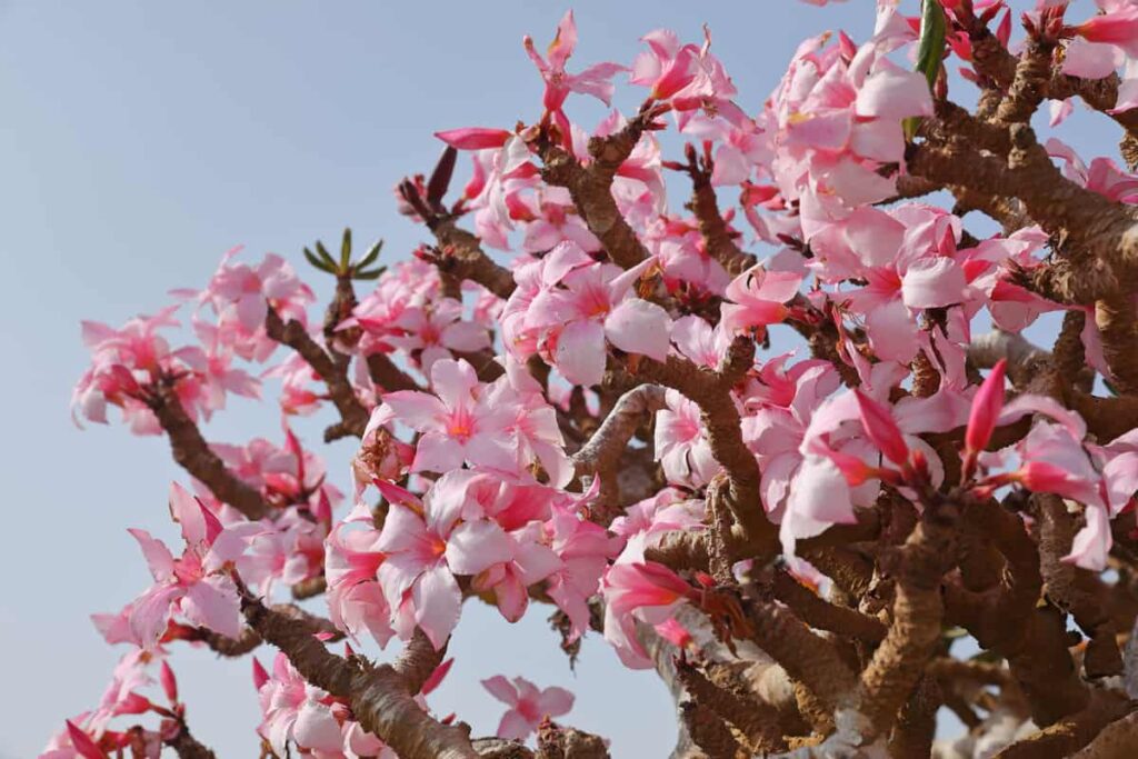 adenium