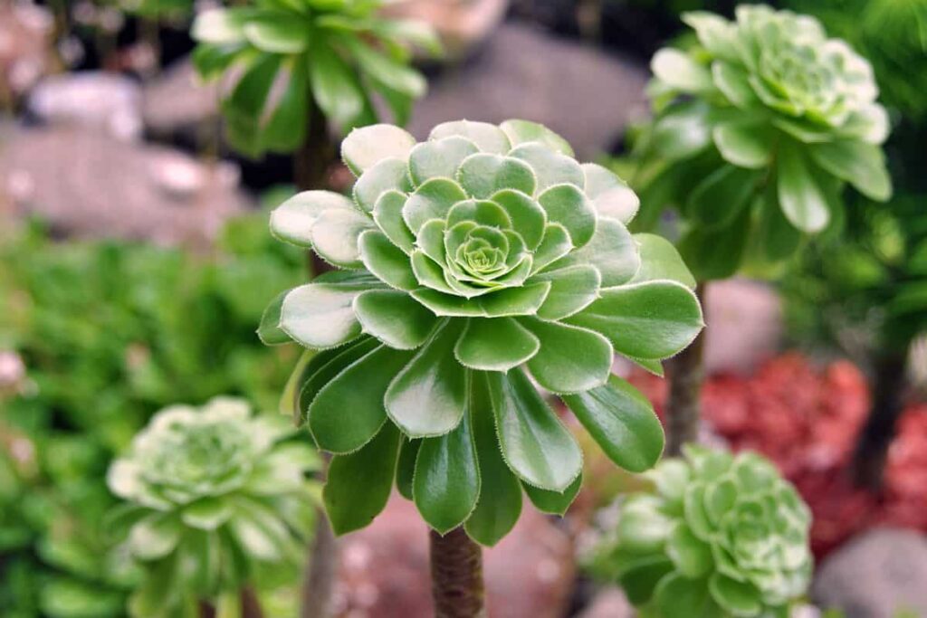 aeonium