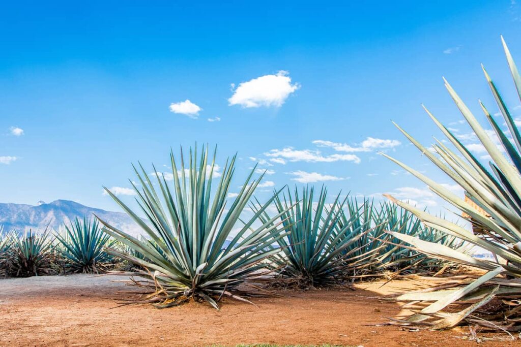 agave