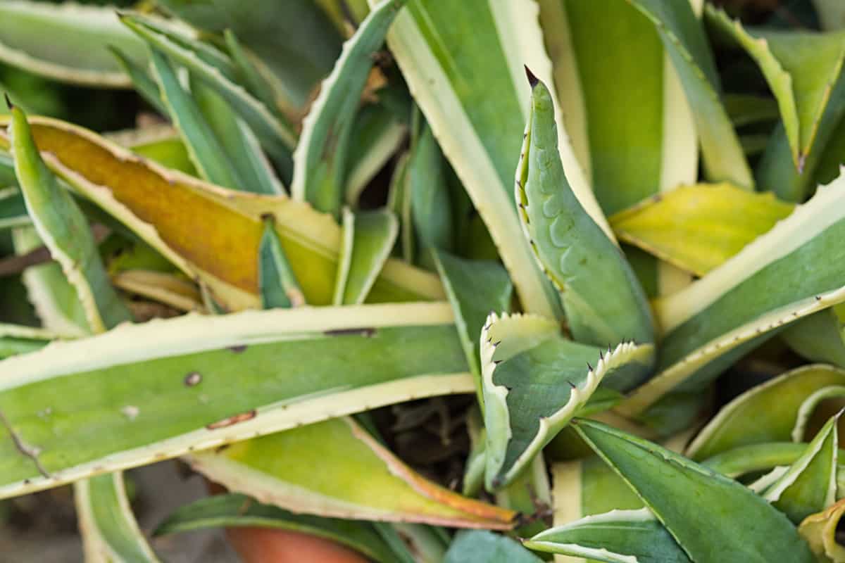 agave leaves turning yellow