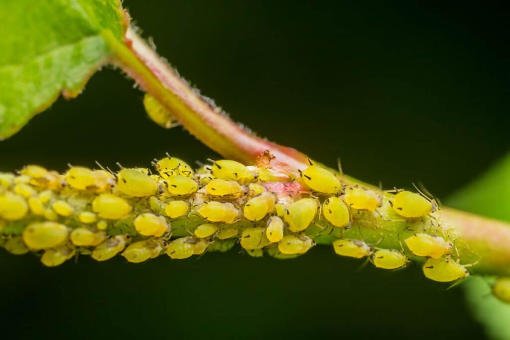 aphids