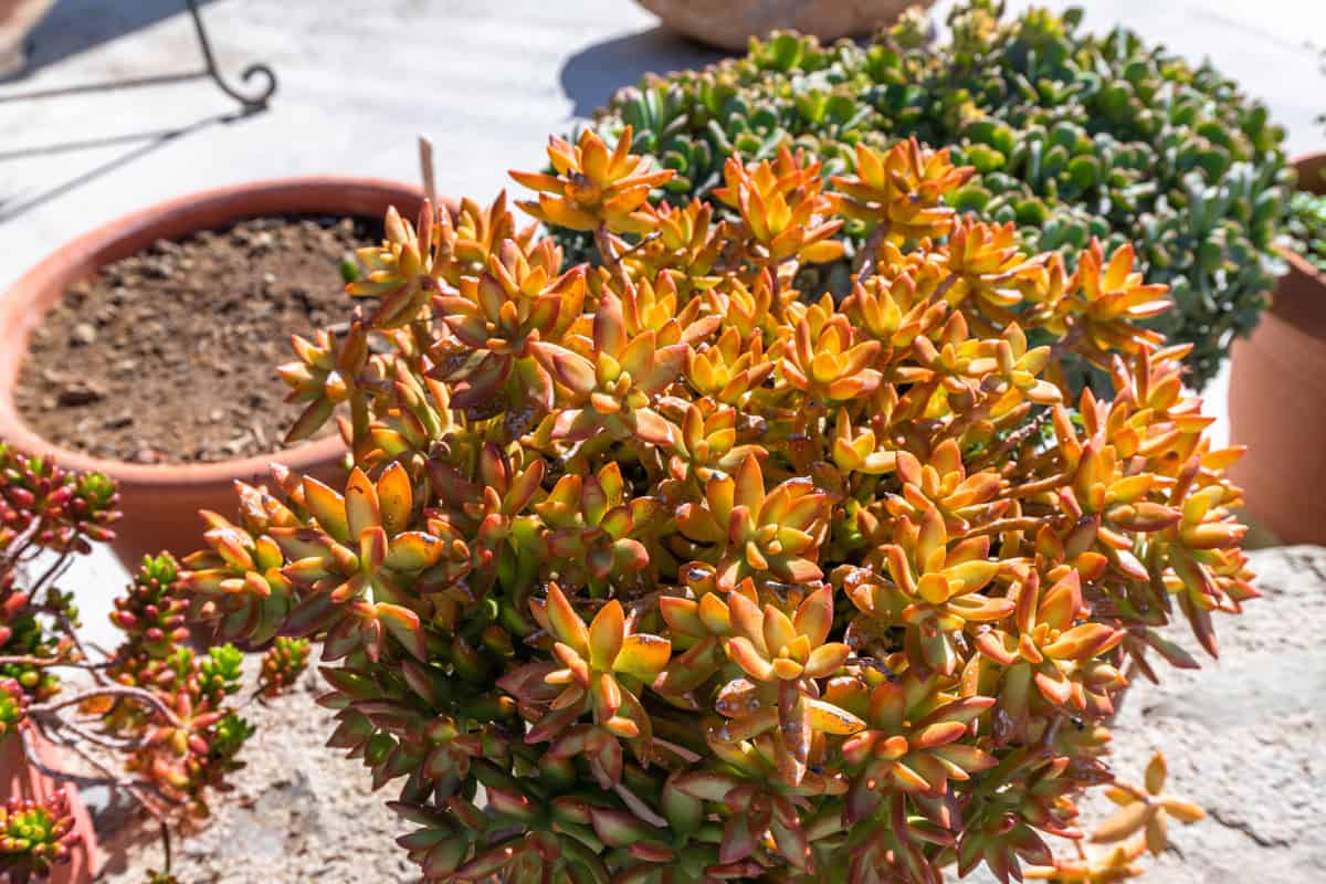 best succulents for full hot sun