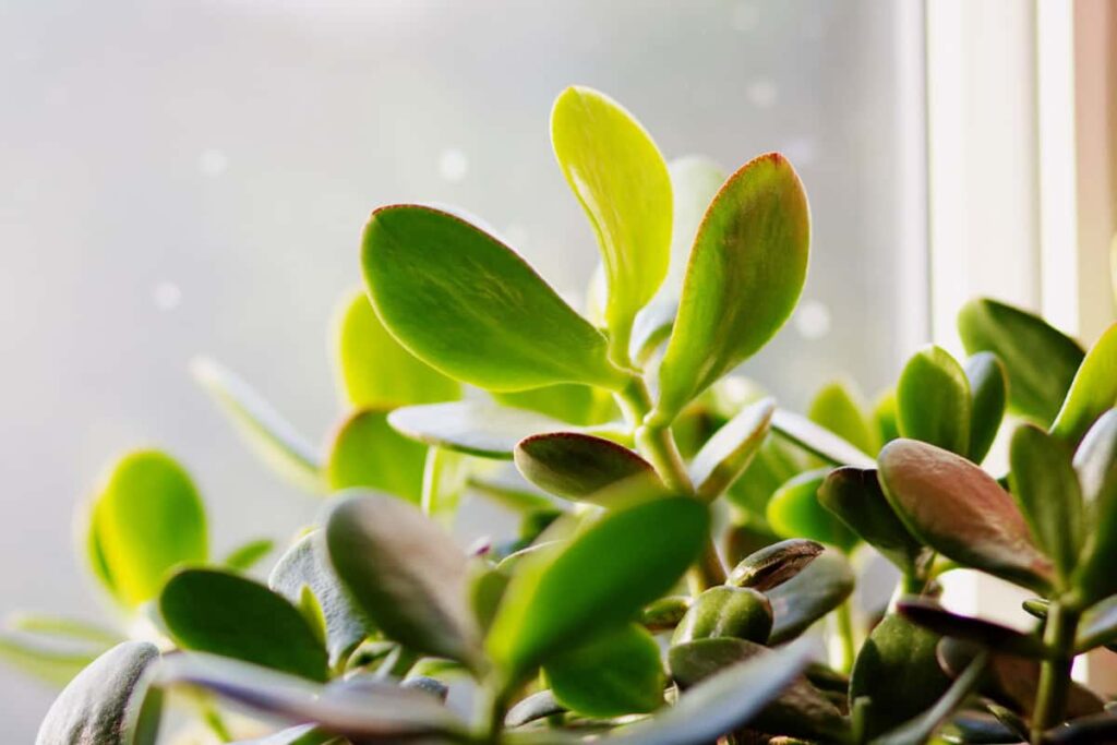 bugs on jade plant