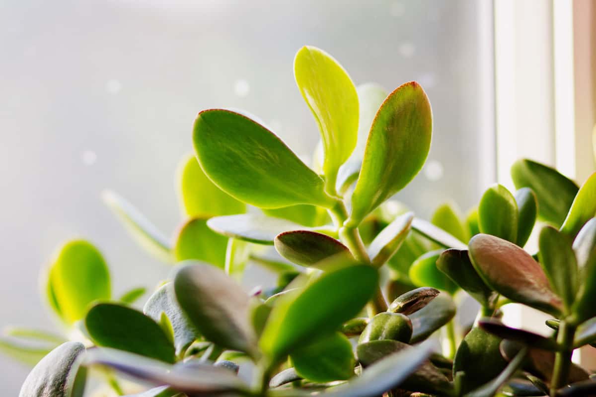bugs on jade plant