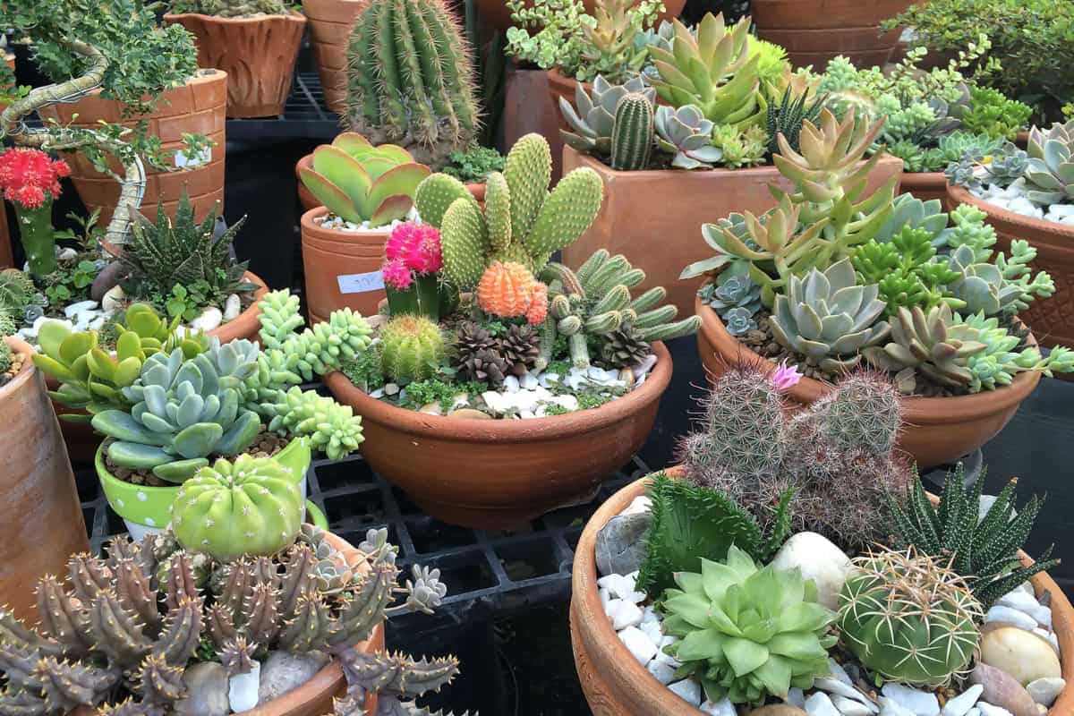 can cactus and succulents be planted together