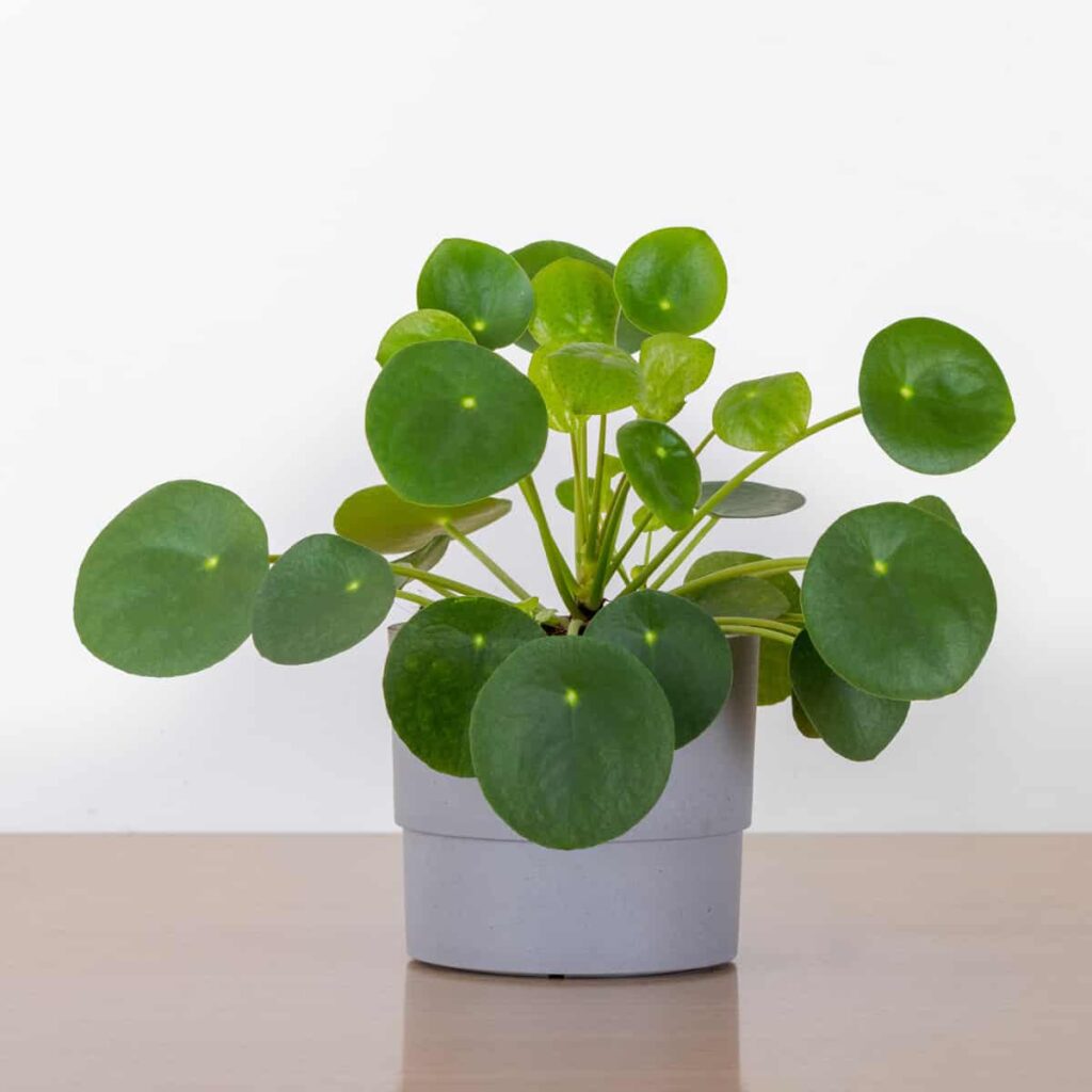 chinese money plant