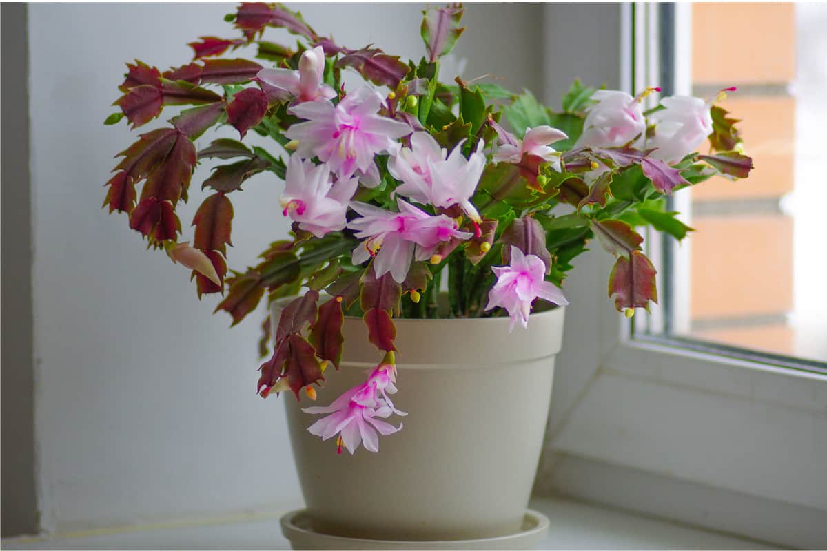 christmas cactus leaves turning purple