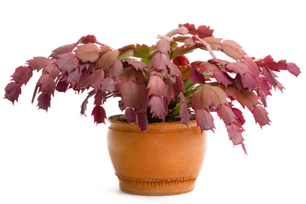 christmas cactus leaves turning purple