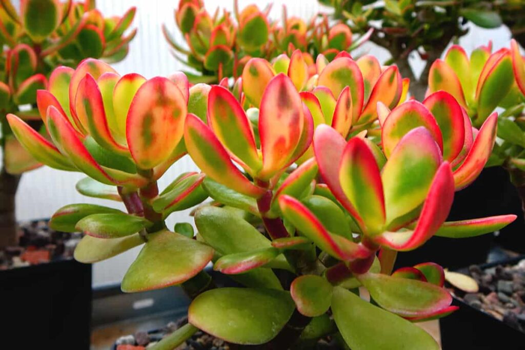 crassula