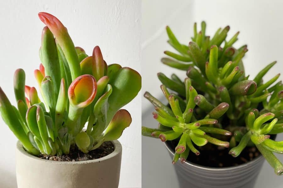 crassula ovata hobbit vs gollum