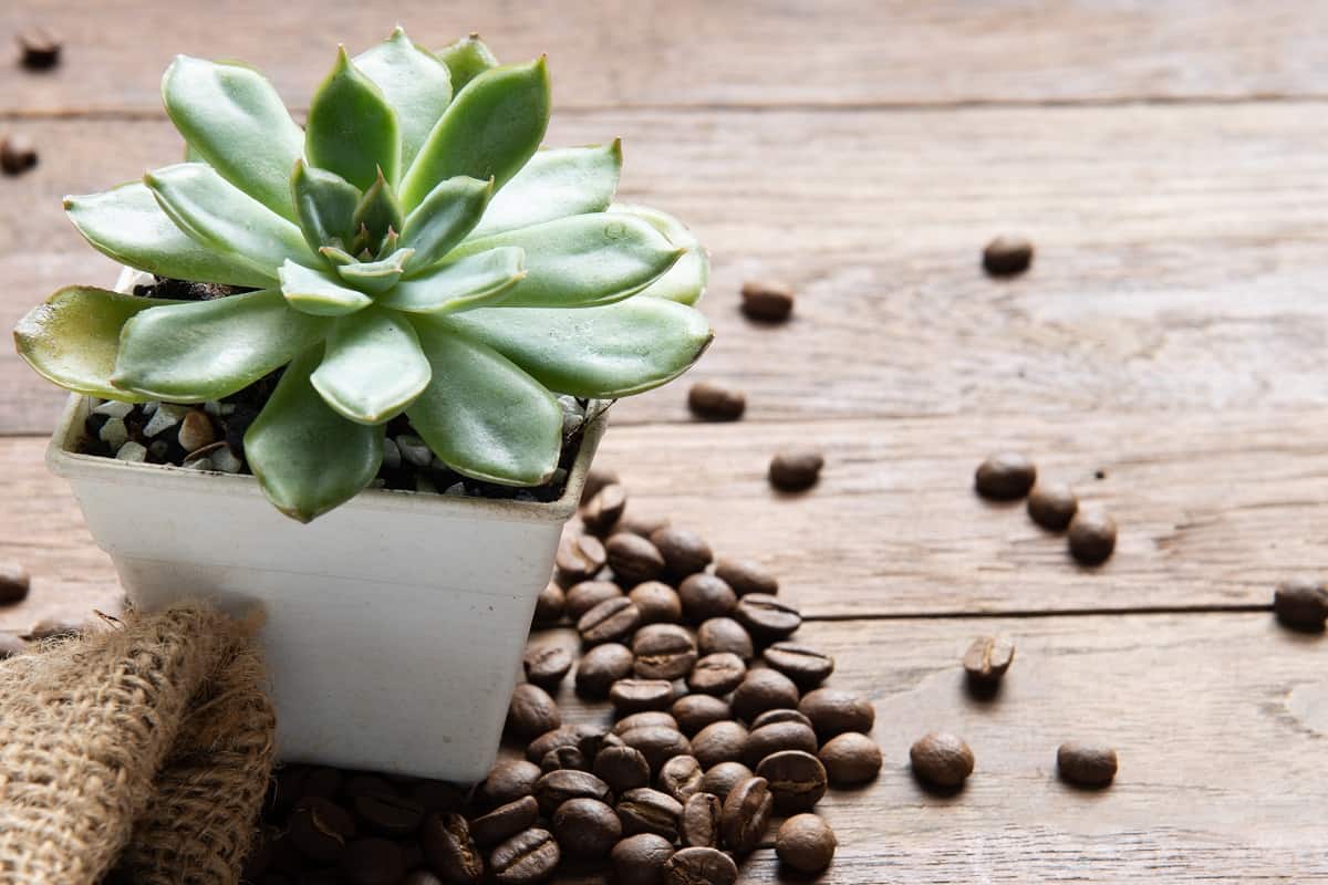 do succulents like coffee grounds