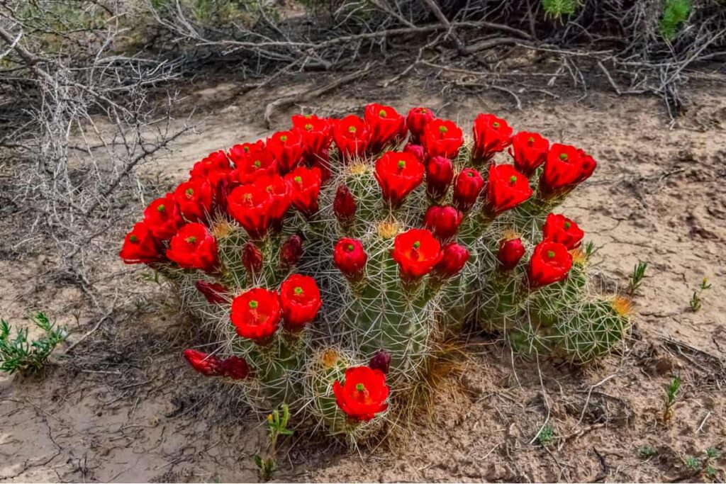 echinocereus