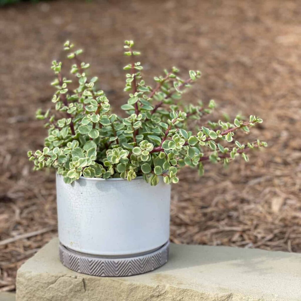 elephant bush