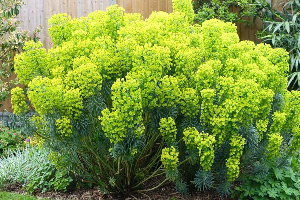 euphorbia