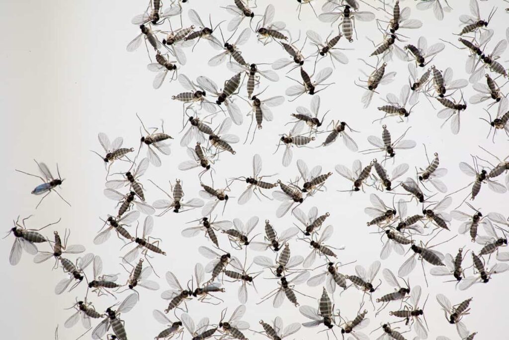 fungus gnats