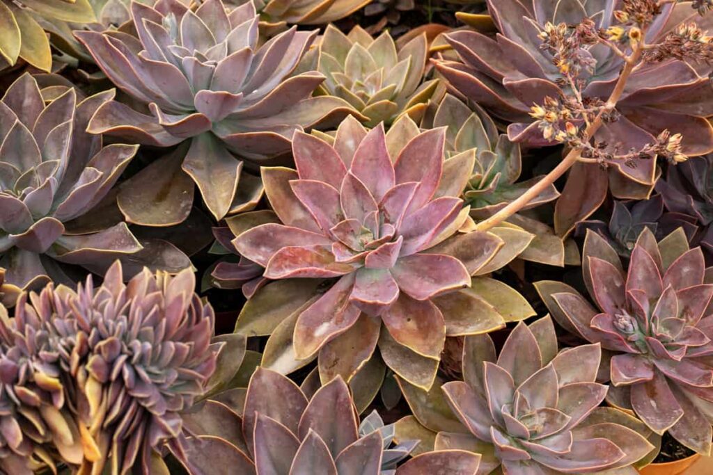 graptopetalum