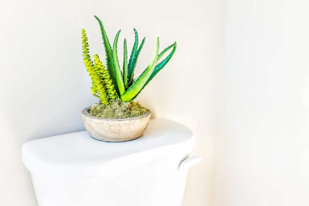 aloe vera in bathroom