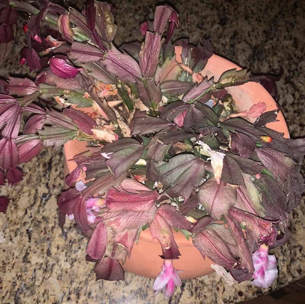 how do I know if my Christmas cactus needs water