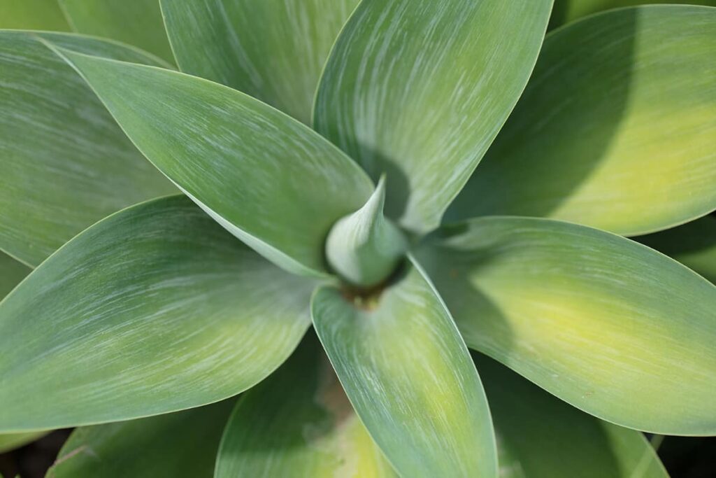 how to prevent agave leaves from turning yellow
