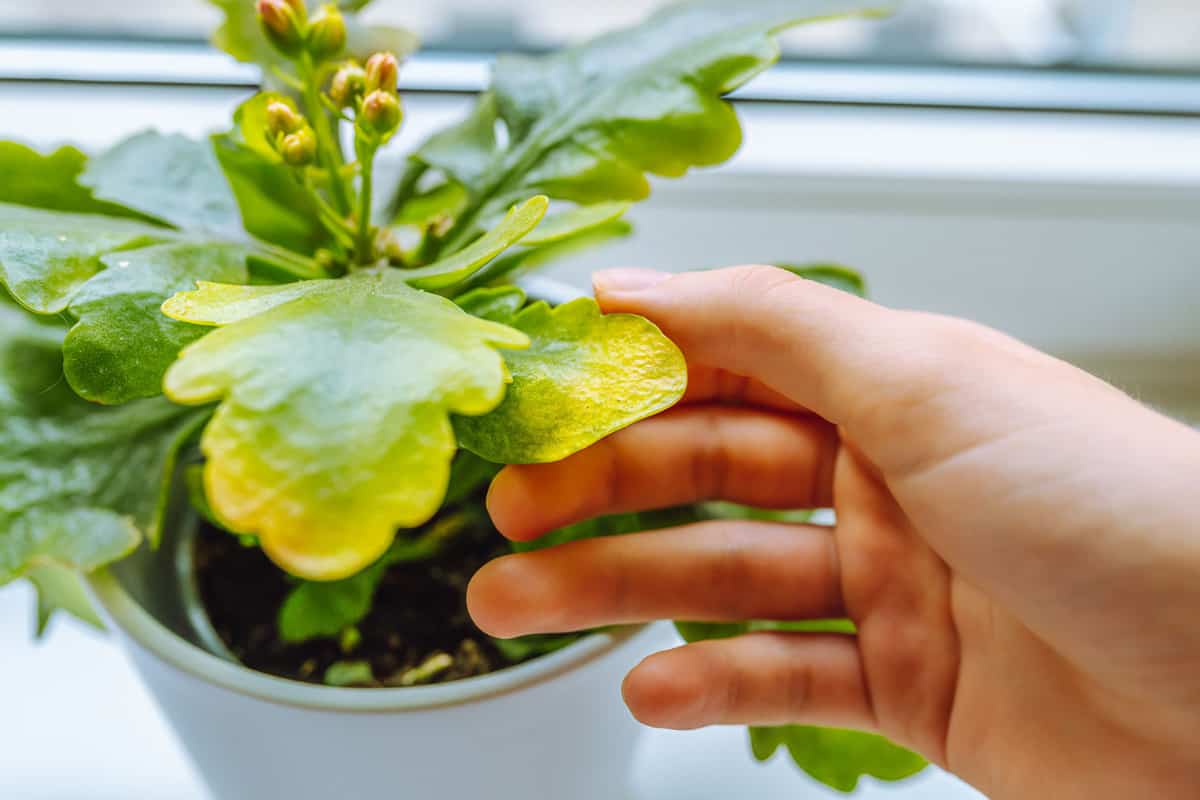 kalanchoe leaves turning yellow