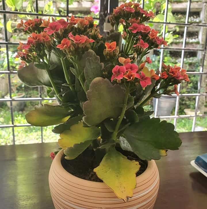 kalanchoe yellow leaves