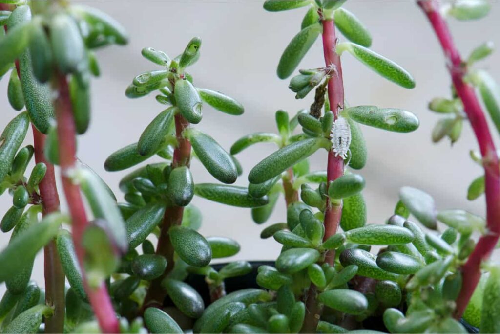 mealybugs