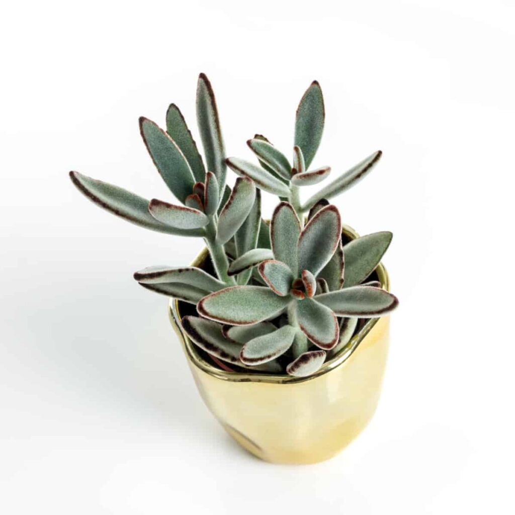 Panda Plant