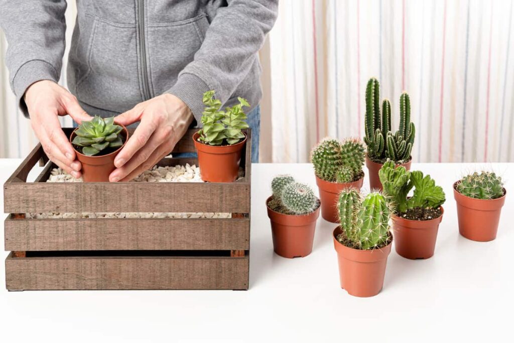 planting cactus and succulents together