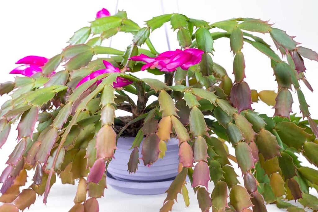 christmas cactus leaves turning purple