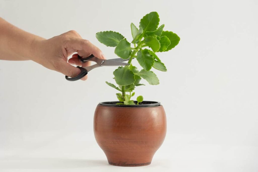 should i cut off Kalanchoe leaves