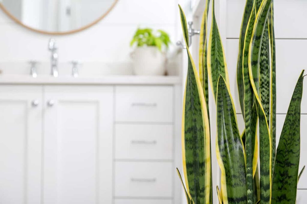 snake plant in bathroom