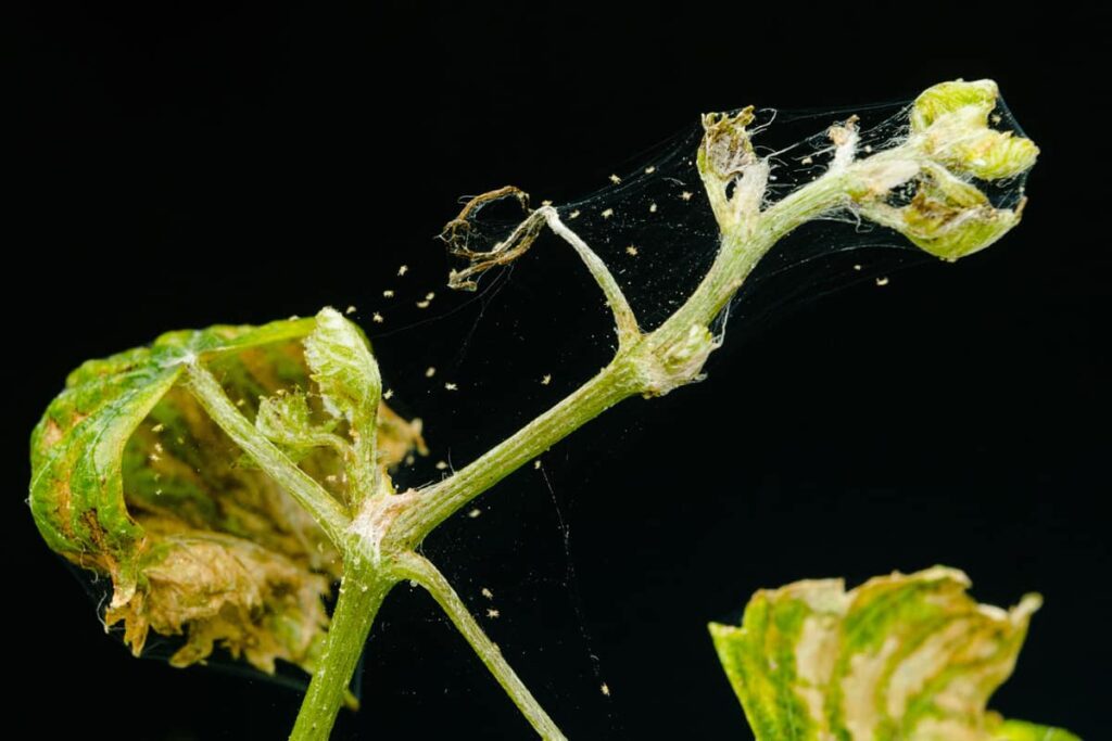 spidermites