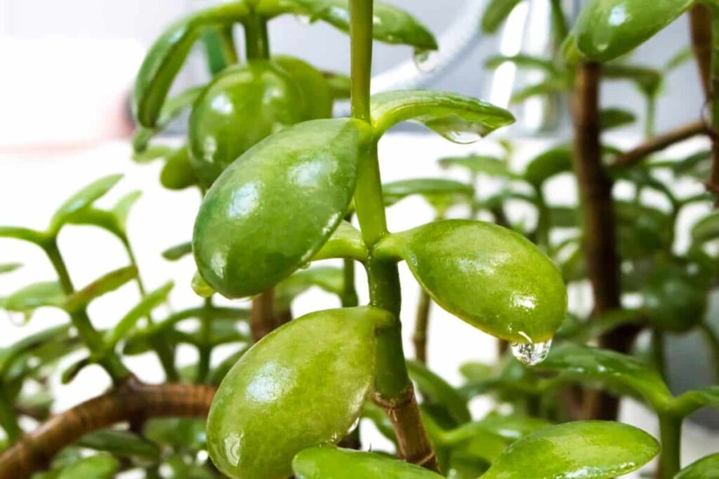 succulent leaves curl