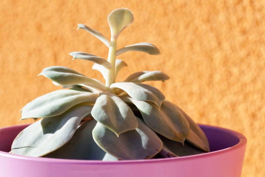 succulent leaves curling