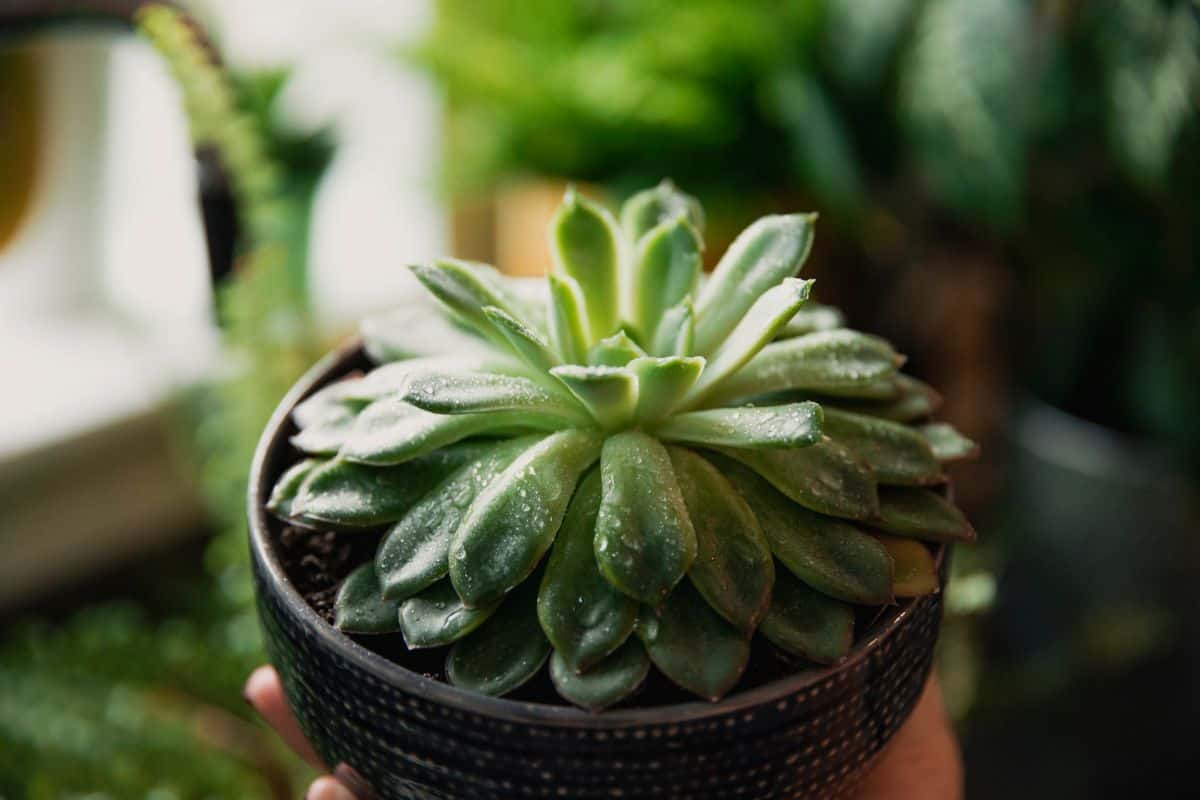 succulent leaves curling down