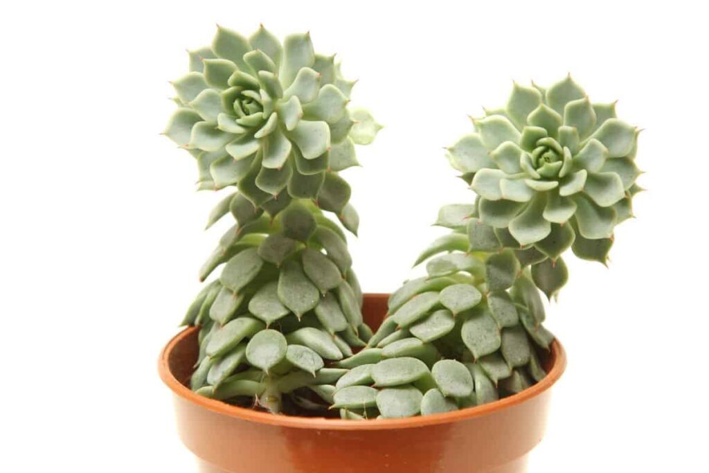 succulent leaves curling downwards