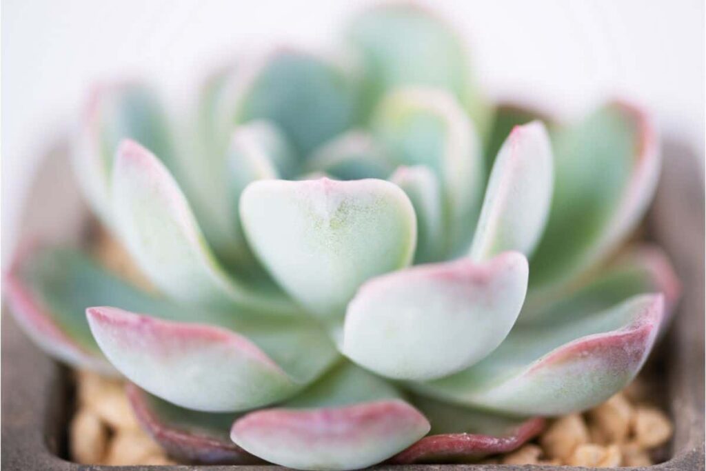 succulent leaves curling up