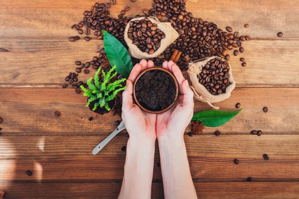do succulents like coffee grounds