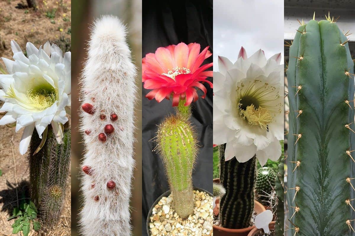 torch cactus care