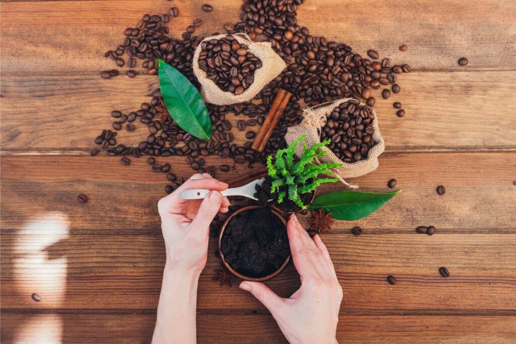 using coffee grounds on succulents