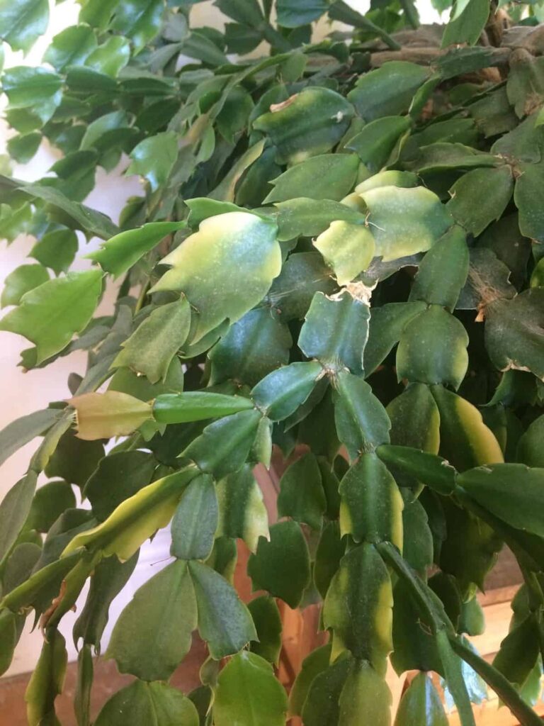what does a Christmas cactus look like when overwatered
