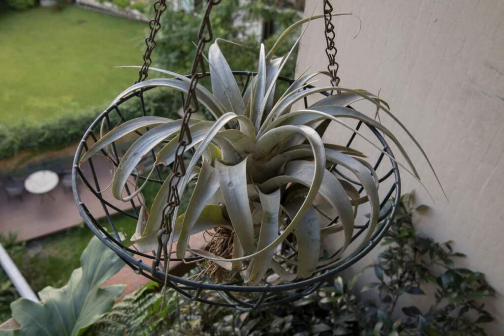 xerographica air plant care