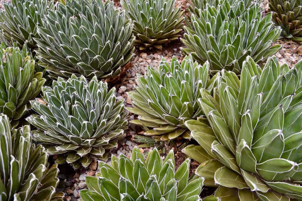 yellowing agave leaves