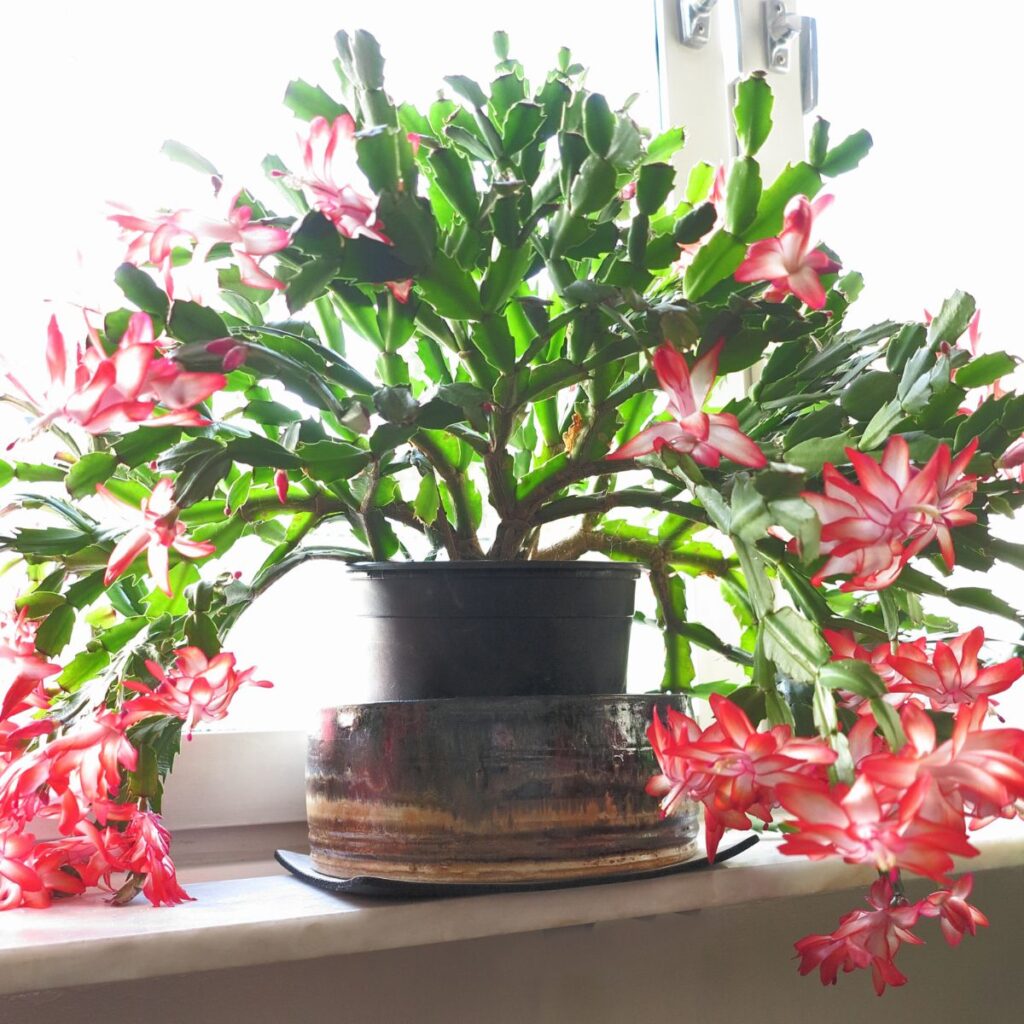 Do Christmas cacti like shallow or deep pots