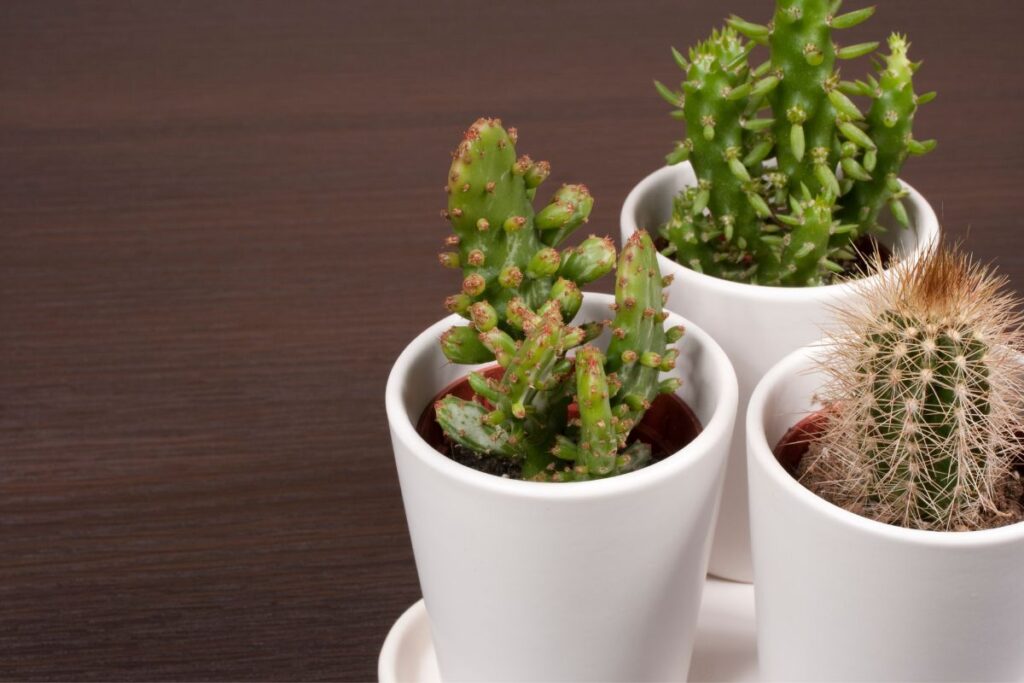 best pots for cactus