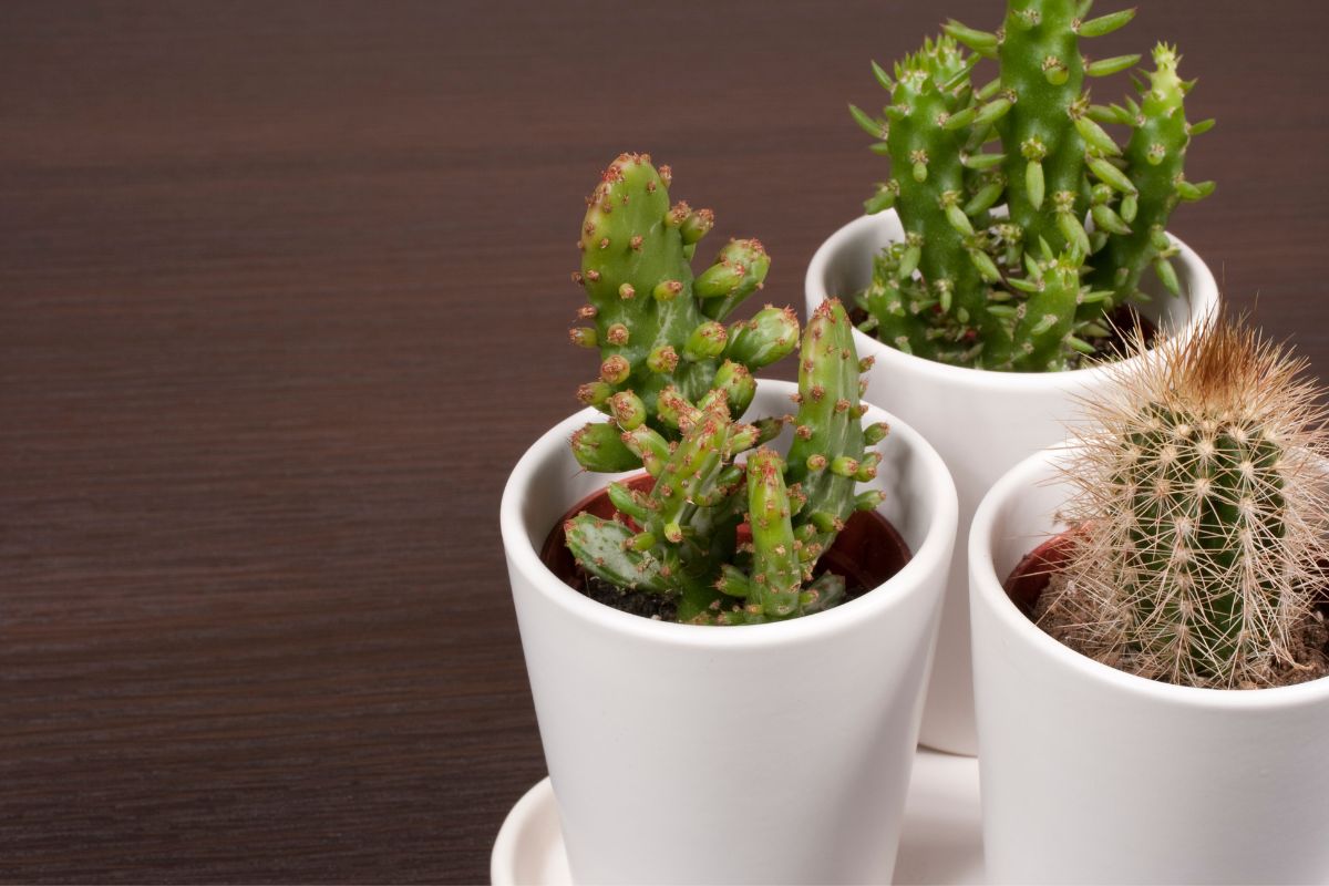 best pots for cactus