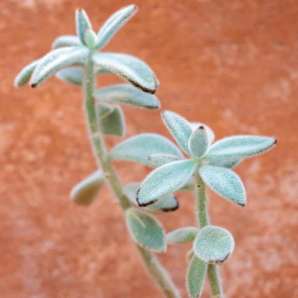 how do I fix my leggy panda plant