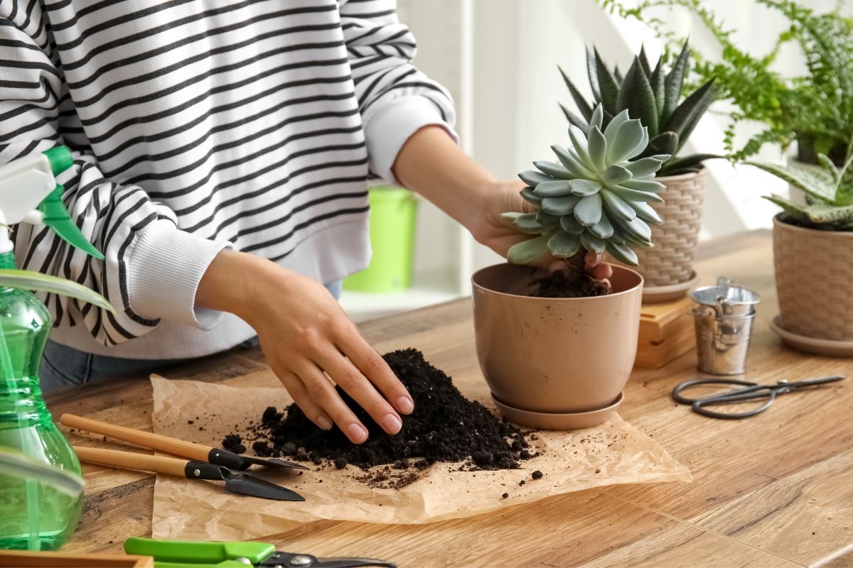 how to replant succulents