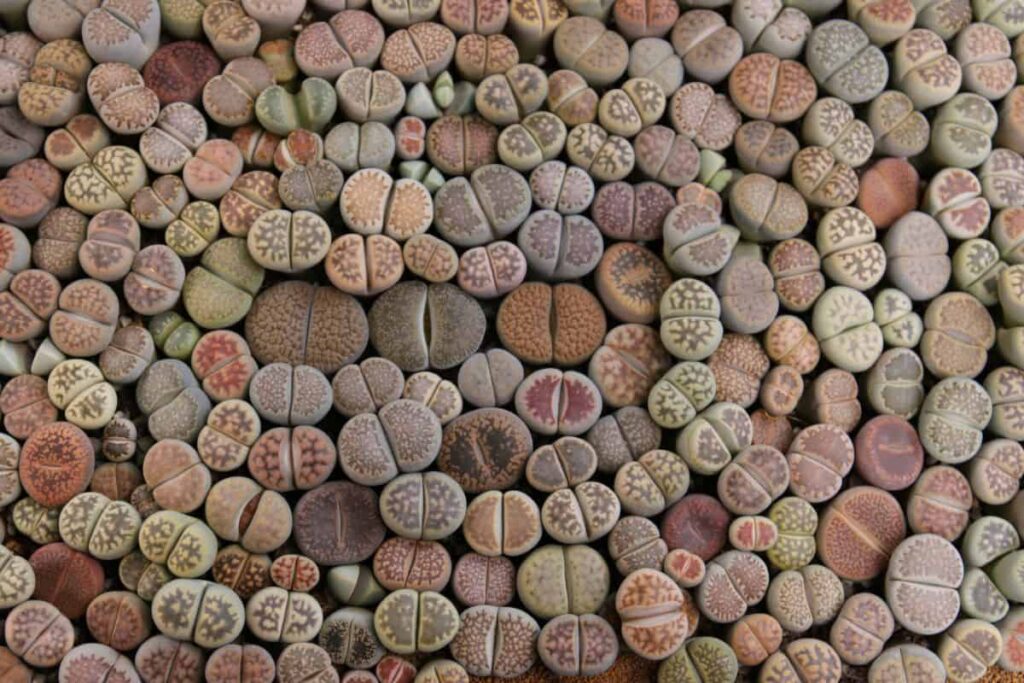 lithops characteristics